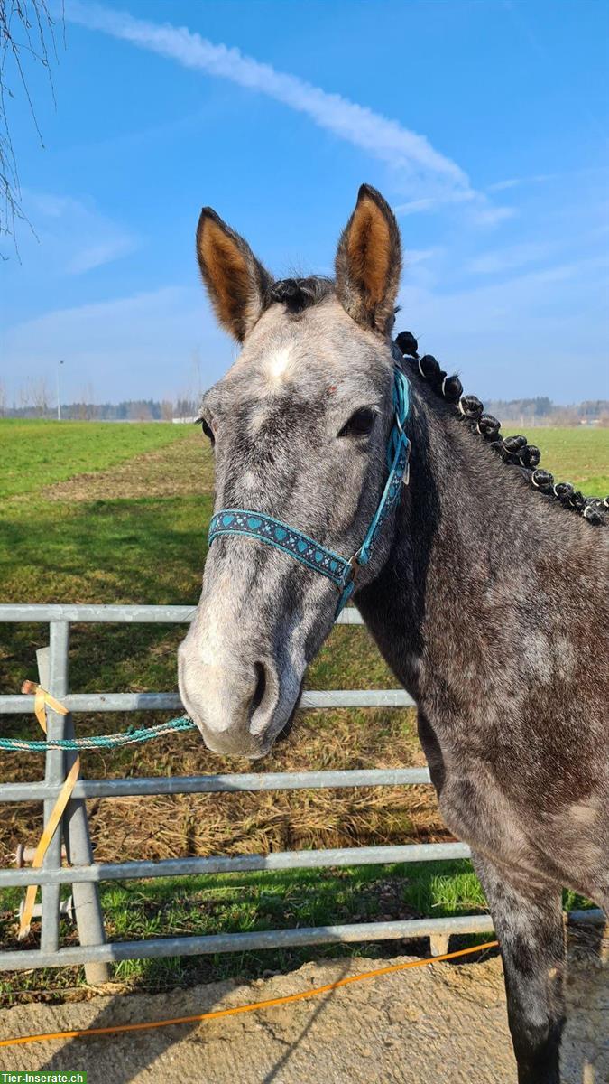 4-jährige Ponystute „Bella“, Schimmel