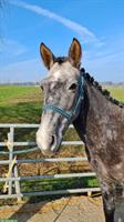 4-jährige Ponystute „Bella“, Schimmel