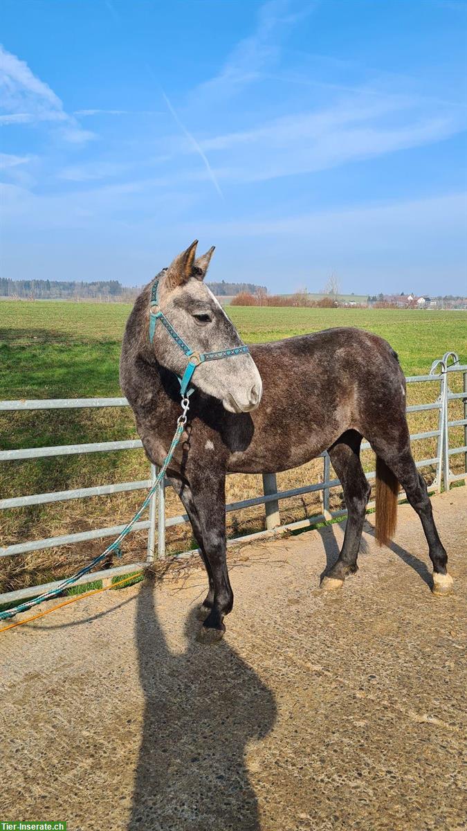 Bild 2: 4-jährige Ponystute „Bella“, Schimmel