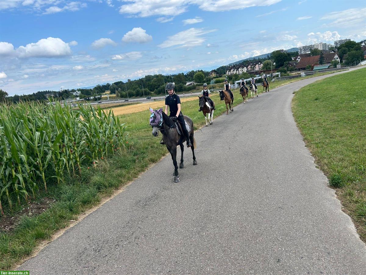 Bild 3: 4-jährige Ponystute „Bella“, Schimmel