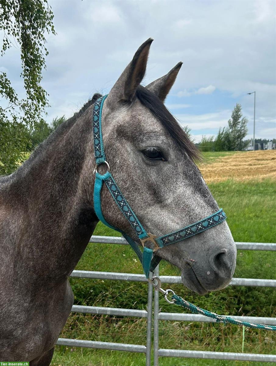Bild 4: 4-jährige Ponystute „Bella“, Schimmel