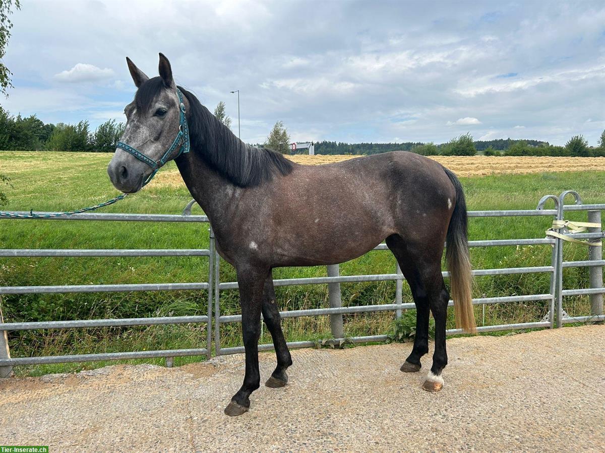 Bild 5: 4-jährige Ponystute „Bella“, Schimmel