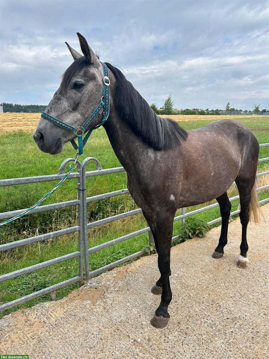 Bild 6: 4-jährige Ponystute „Bella“, Schimmel