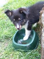 Sheltie Welpe, männlich sucht ein neues Zuhause