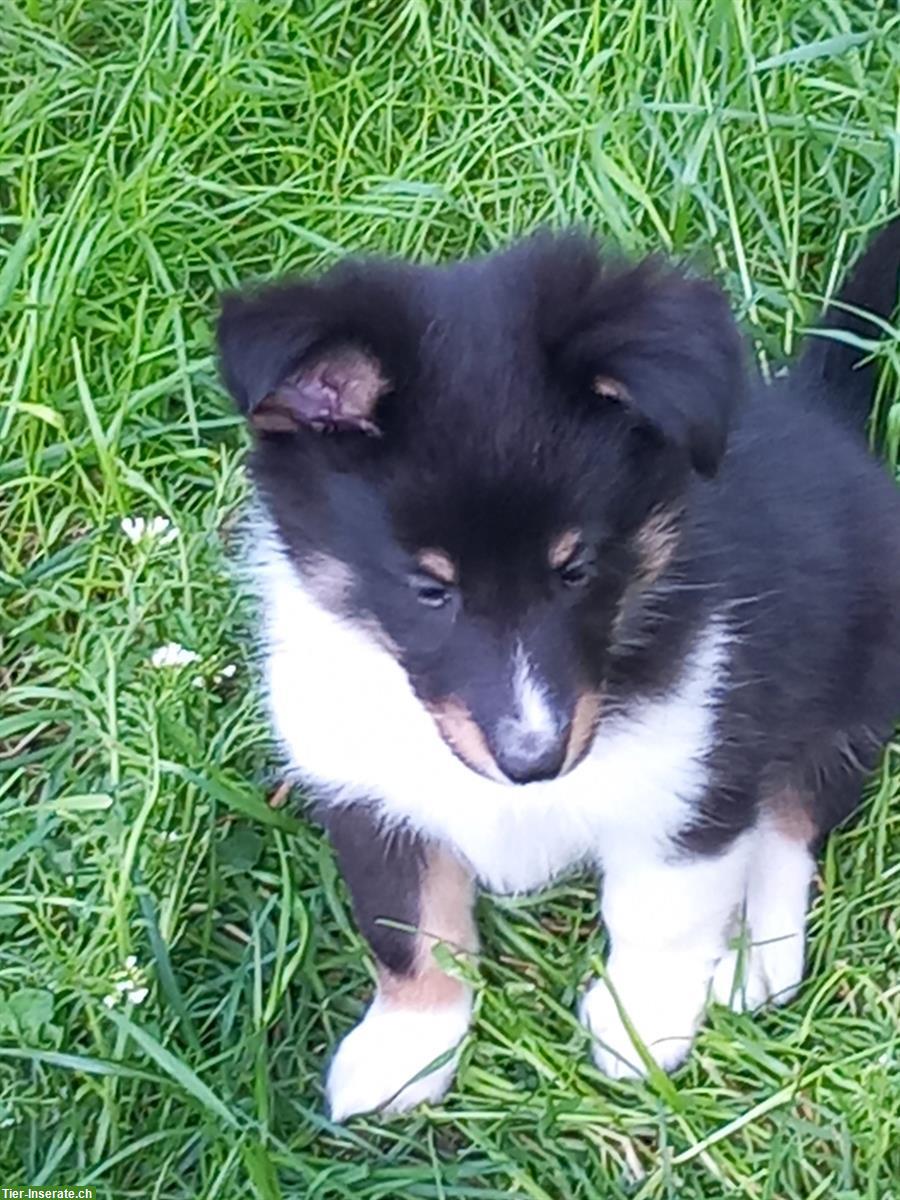 Bild 2: Sheltie Welpe, männlich sucht ein neues Zuhause