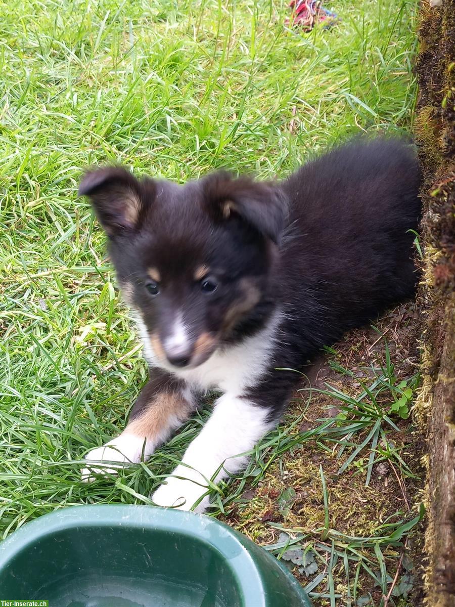 Bild 3: Sheltie Welpe, männlich sucht ein neues Zuhause