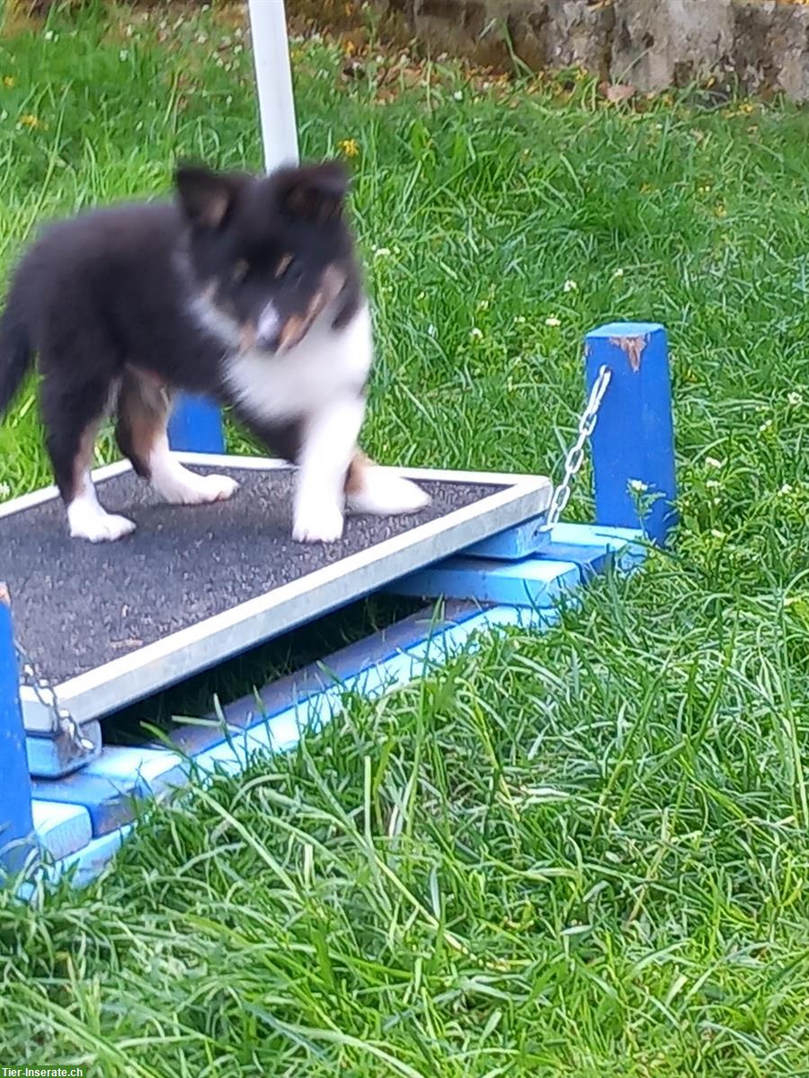 Bild 4: Sheltie Welpe, männlich sucht ein neues Zuhause