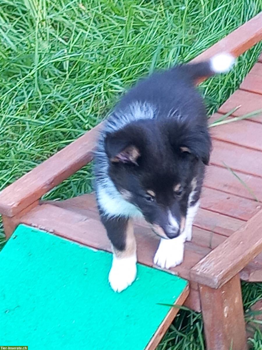 Bild 5: Sheltie Welpe, männlich sucht ein neues Zuhause
