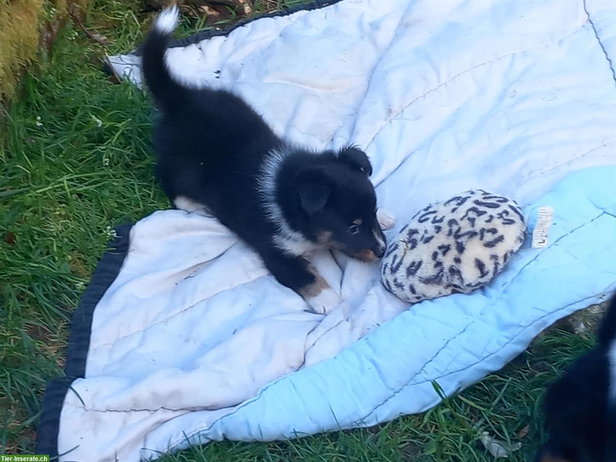 Bild 6: Sheltie Welpe, männlich sucht ein neues Zuhause