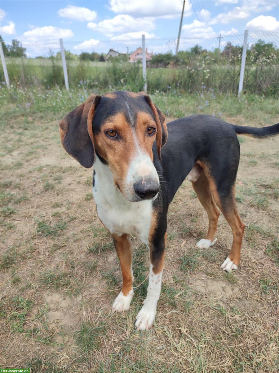 Serbischer Laufhund Laky sucht sein für immer Zuhause