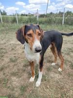 Serbischer Laufhund Jack sucht sein für immer Zuhause