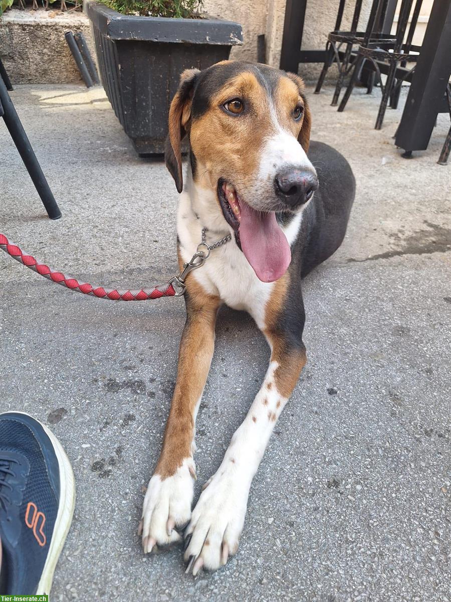 Bild 5: Serbischer Laufhund Laky sucht sein für immer Zuhause