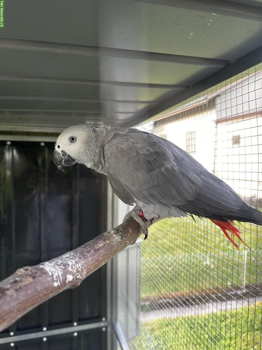 Graupapagei Weibchen, 11 Monate alt