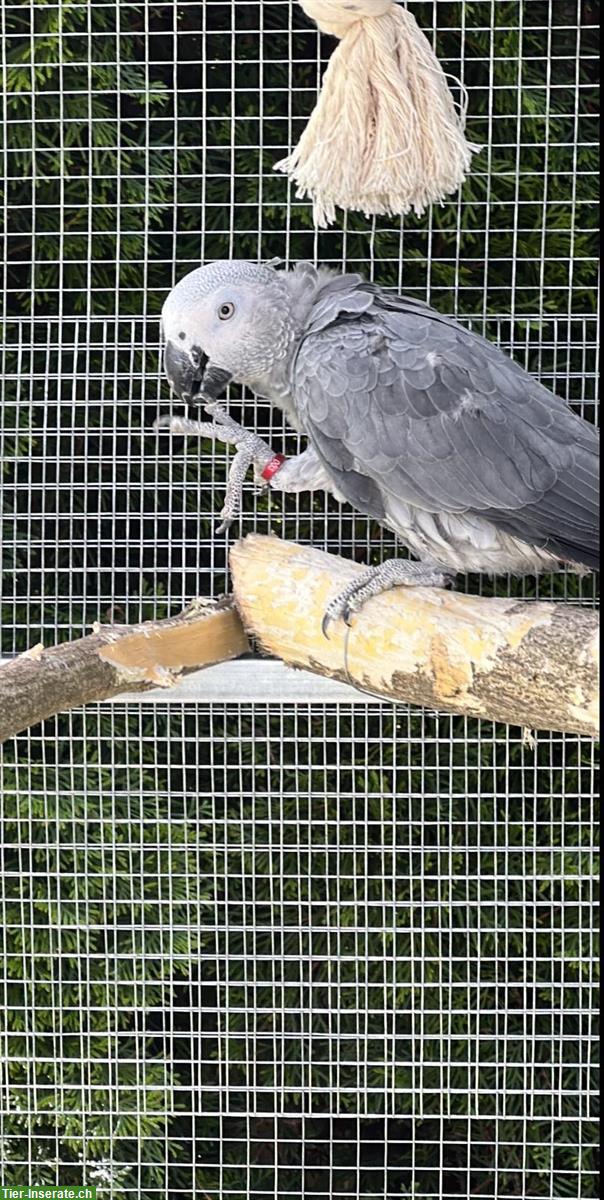 Bild 2: Graupapagei Weibchen, 11 Monate alt