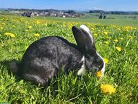 Kaninchen Zippe zu verkaufen
