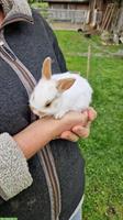 Junges Löwenkopf Männchen ab sofort abzugeben