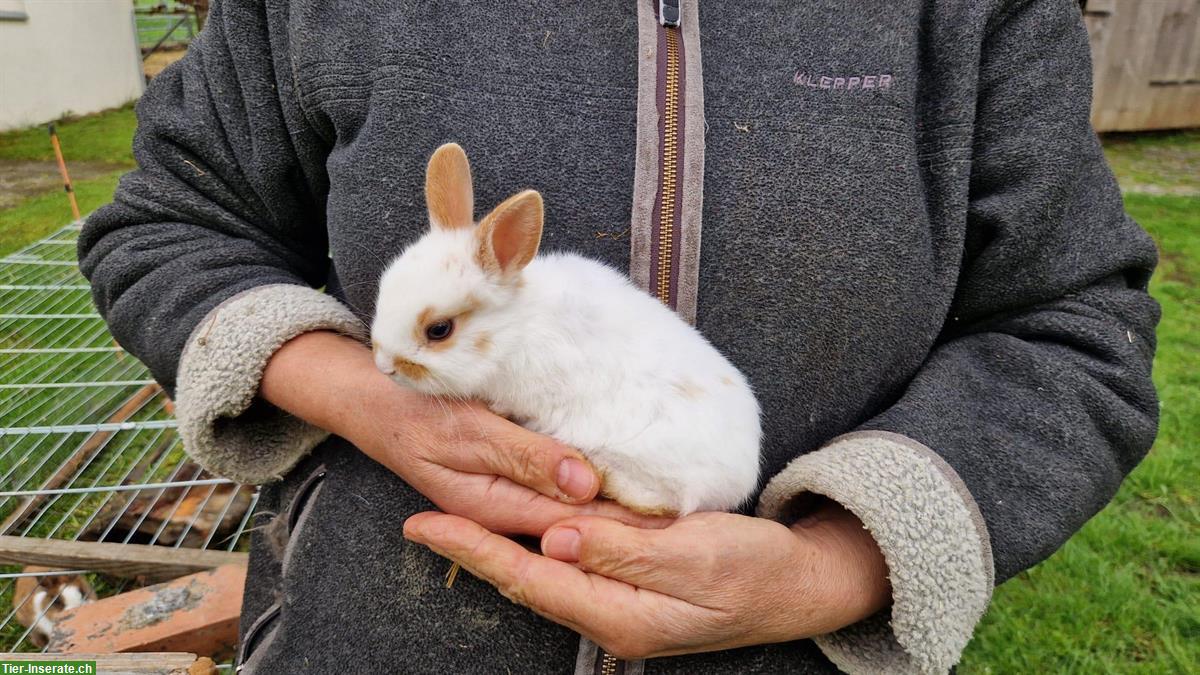 Bild 2: Junges Löwenkopf Männchen ab sofort abzugeben