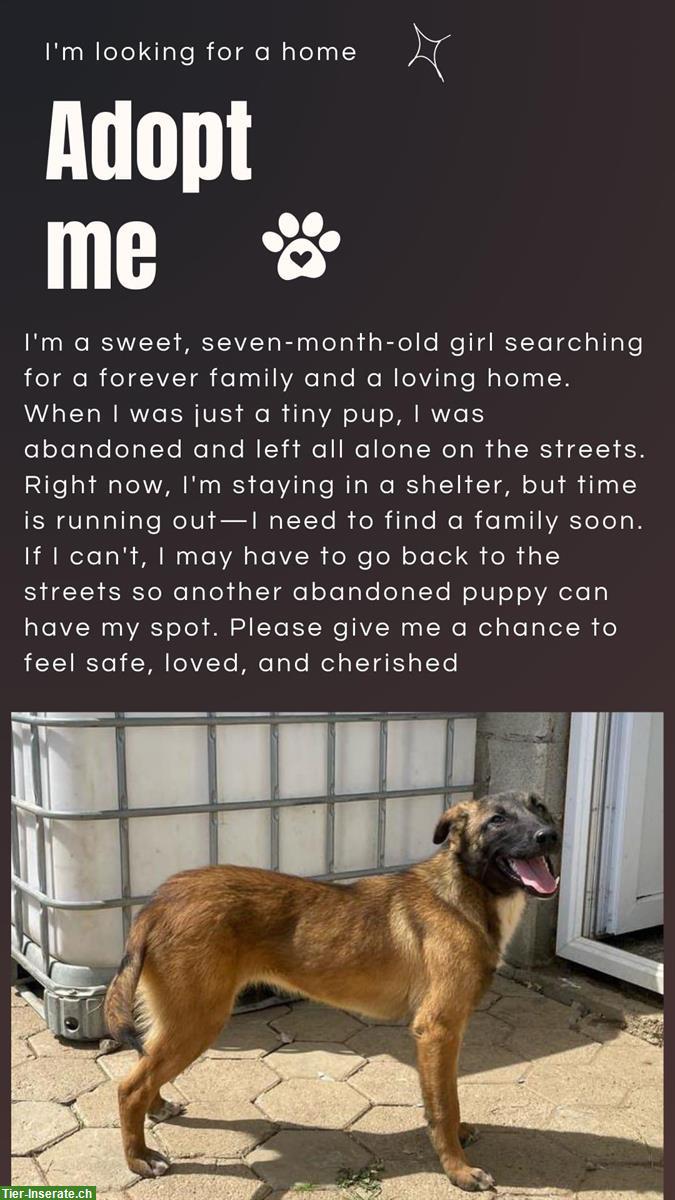 Belgian Malinois Hündin, 7 Monate, vom Tierschutz