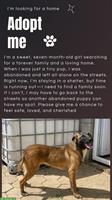 Belgian Malinois Hündin, 7 Monate, vom Tierschutz