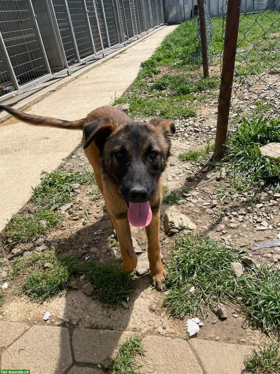 Bild 2: Belgian Malinois Hündin, 7 Monate, vom Tierschutz