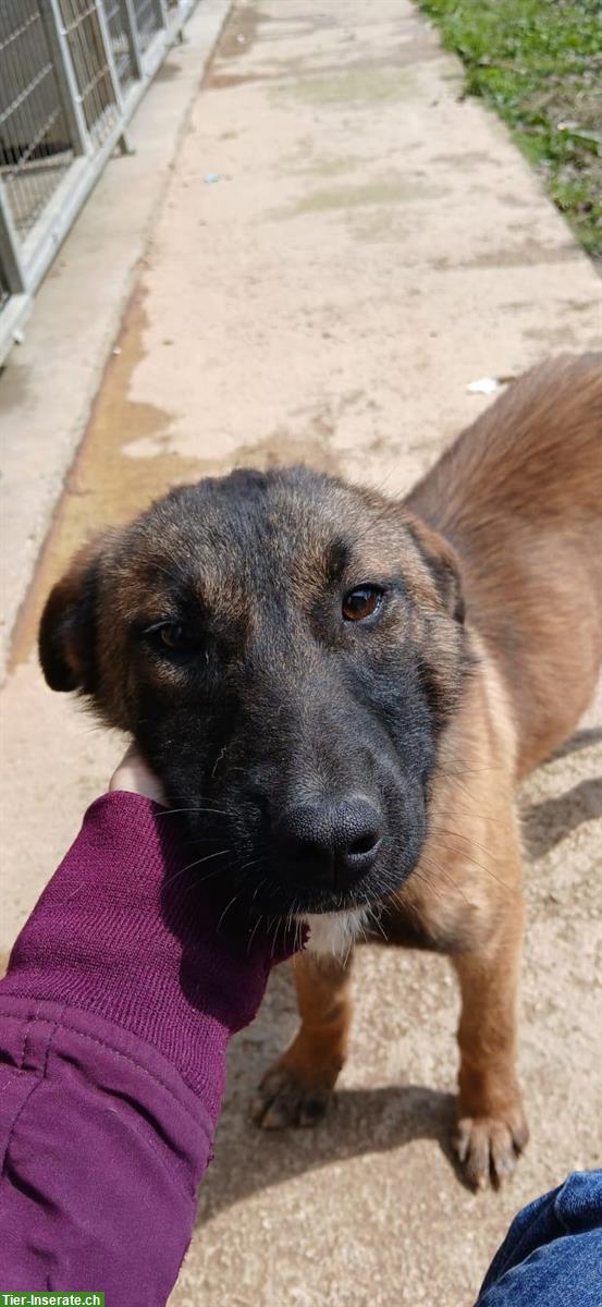 Bild 3: Belgian Malinois Hündin, 7 Monate, vom Tierschutz