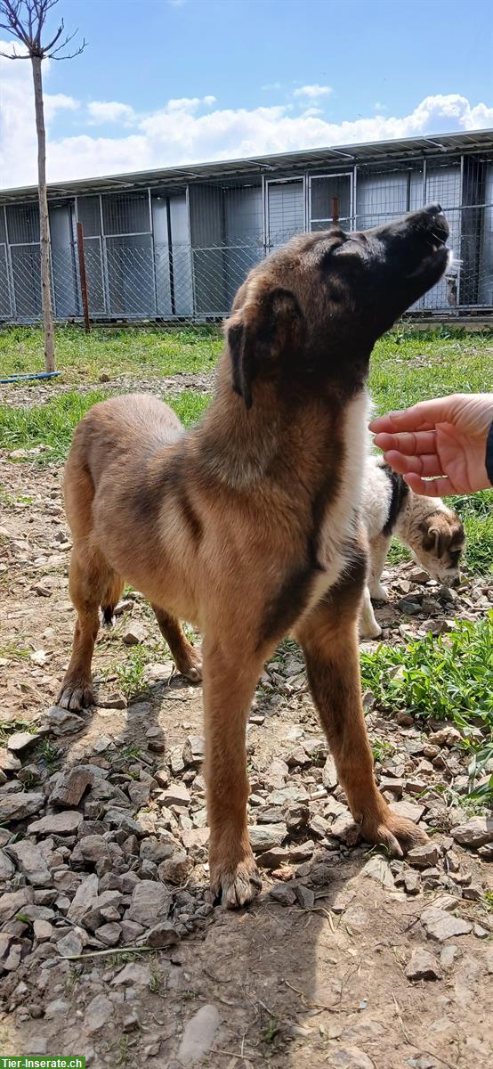 Bild 4: Belgian Malinois Hündin, 7 Monate, vom Tierschutz