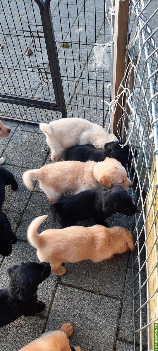 Labrador Golden Retriever Welpen vom Bauernhof