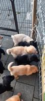 Labrador Golden Retriever Welpen vom Bauernhof