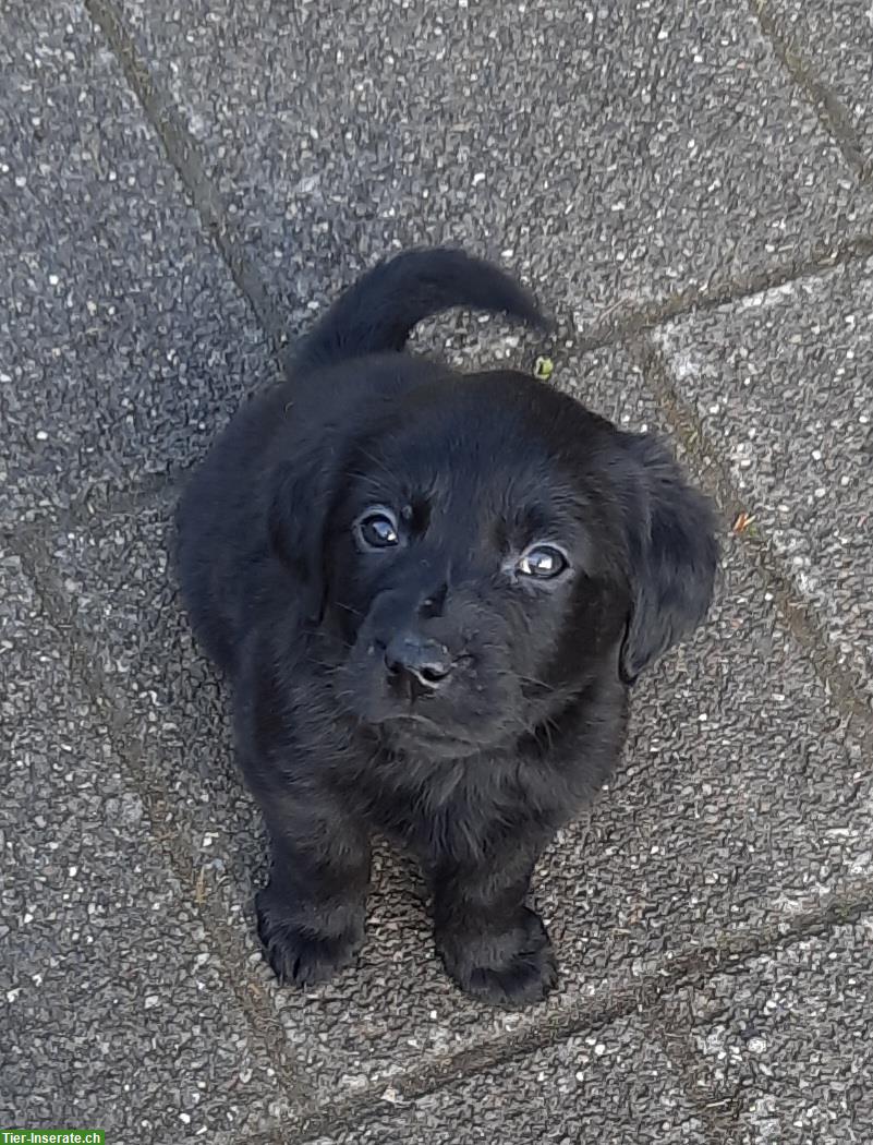 Bild 2: Labrador Golden Retriever Welpen vom Bauernhof