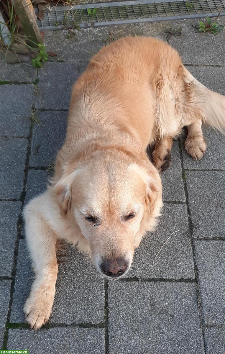 Bild 3: Labrador Golden Retriever Welpen vom Bauernhof