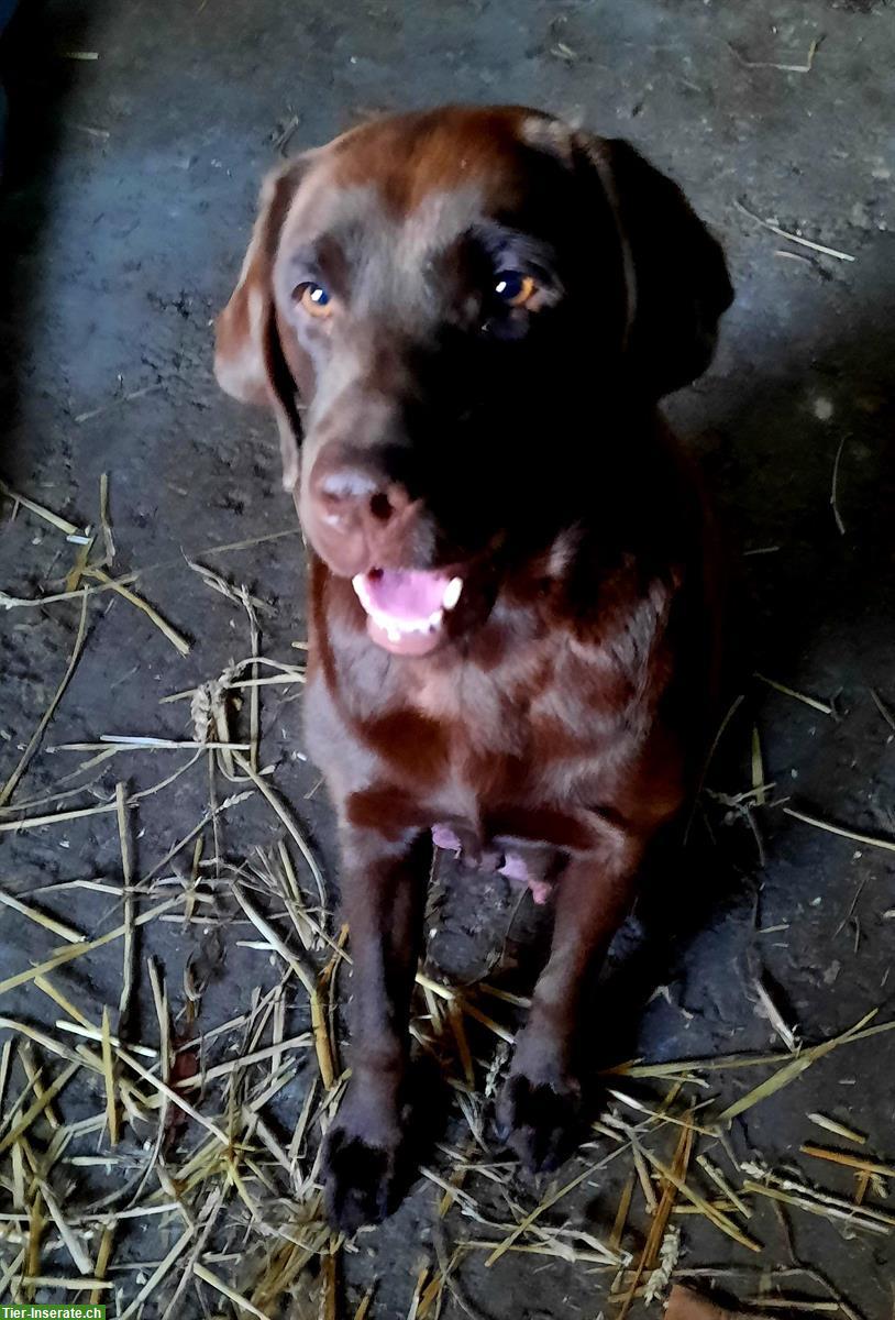 Bild 4: Labrador Golden Retriever Welpen vom Bauernhof