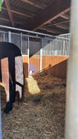 Kleinen Selbstversorger Stall GESUCHT für 2-4 Pferde