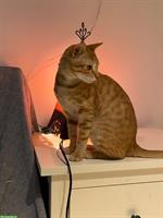 Katze weiblich, stubenrein sucht ein Zuhause