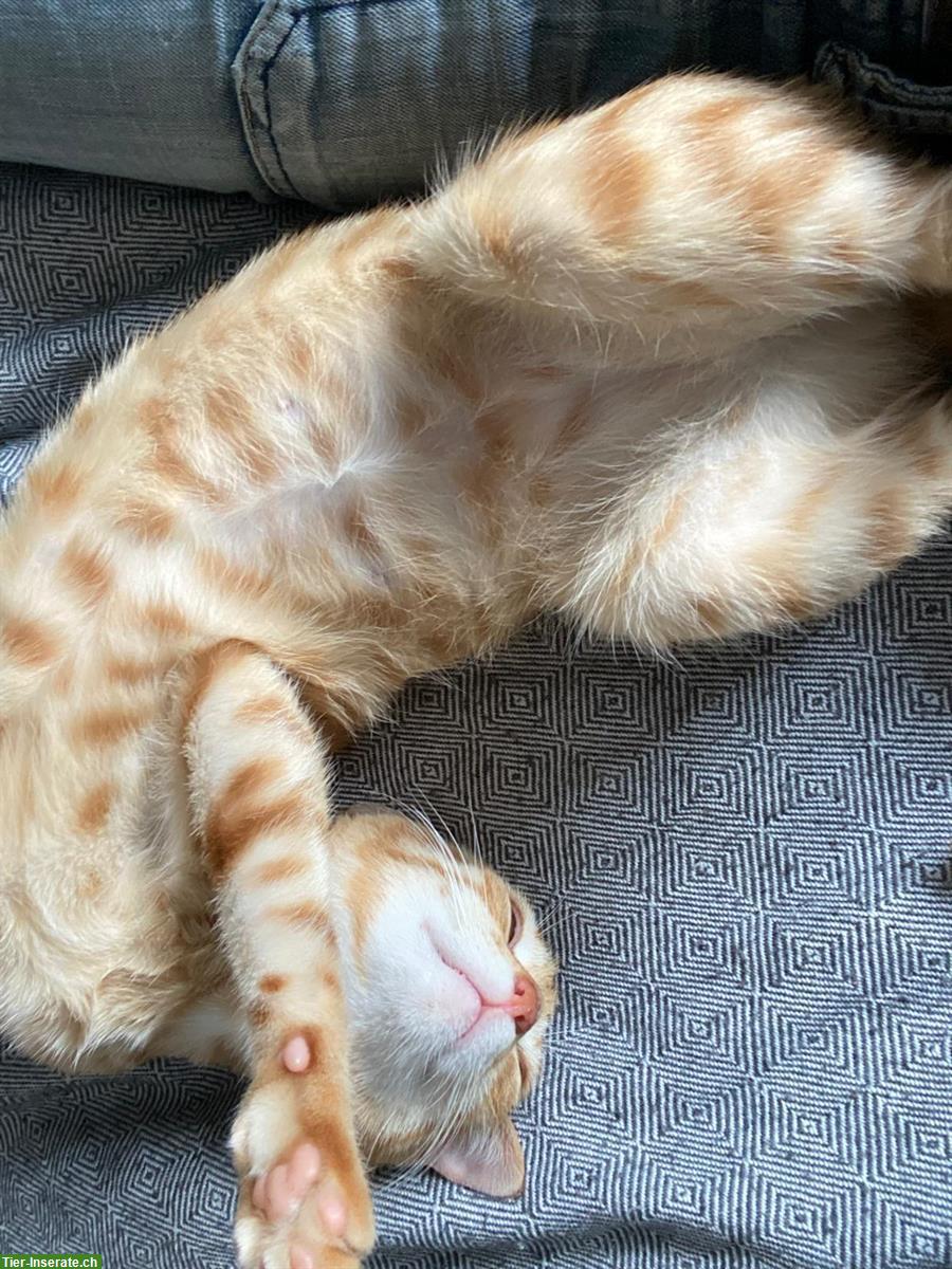 Bild 2: Katze weiblich, stubenrein sucht ein Zuhause