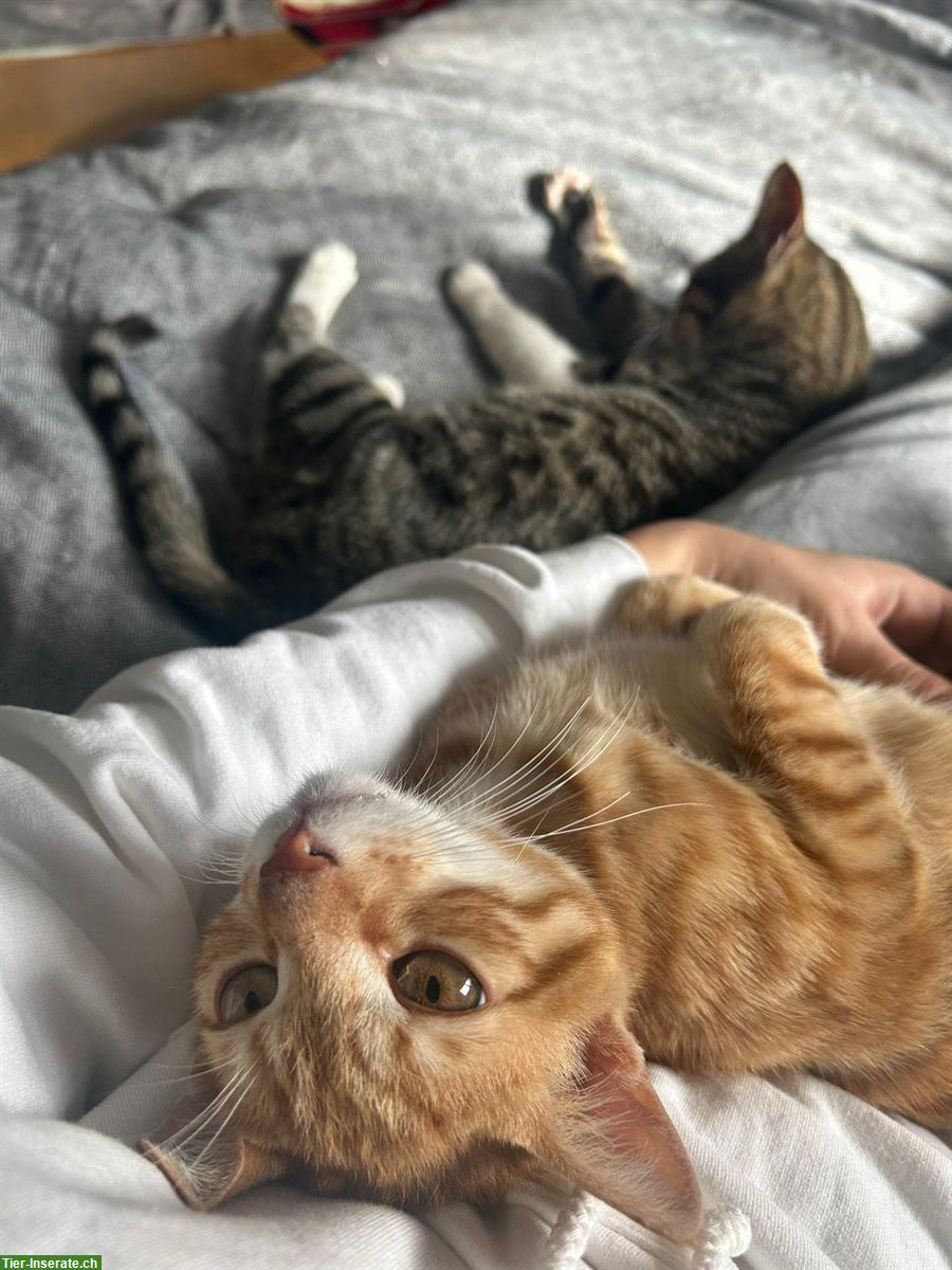 Bild 3: Katze weiblich, stubenrein sucht ein Zuhause