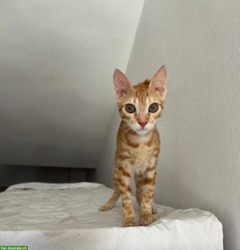 Bild 4: Katze weiblich, stubenrein sucht ein Zuhause