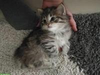 Biete Katzenbetreuung ab ca. mitte Juli, ZH-Oberland, ...
