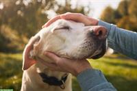 Suche entspannten Hunde Begleiter für regelmäßige Spaziergänge