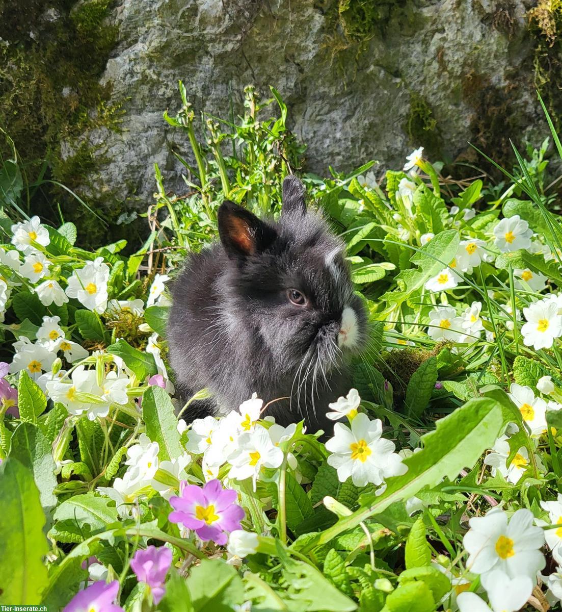 Löwenkopf Zwergkaninchen zu verkaufen