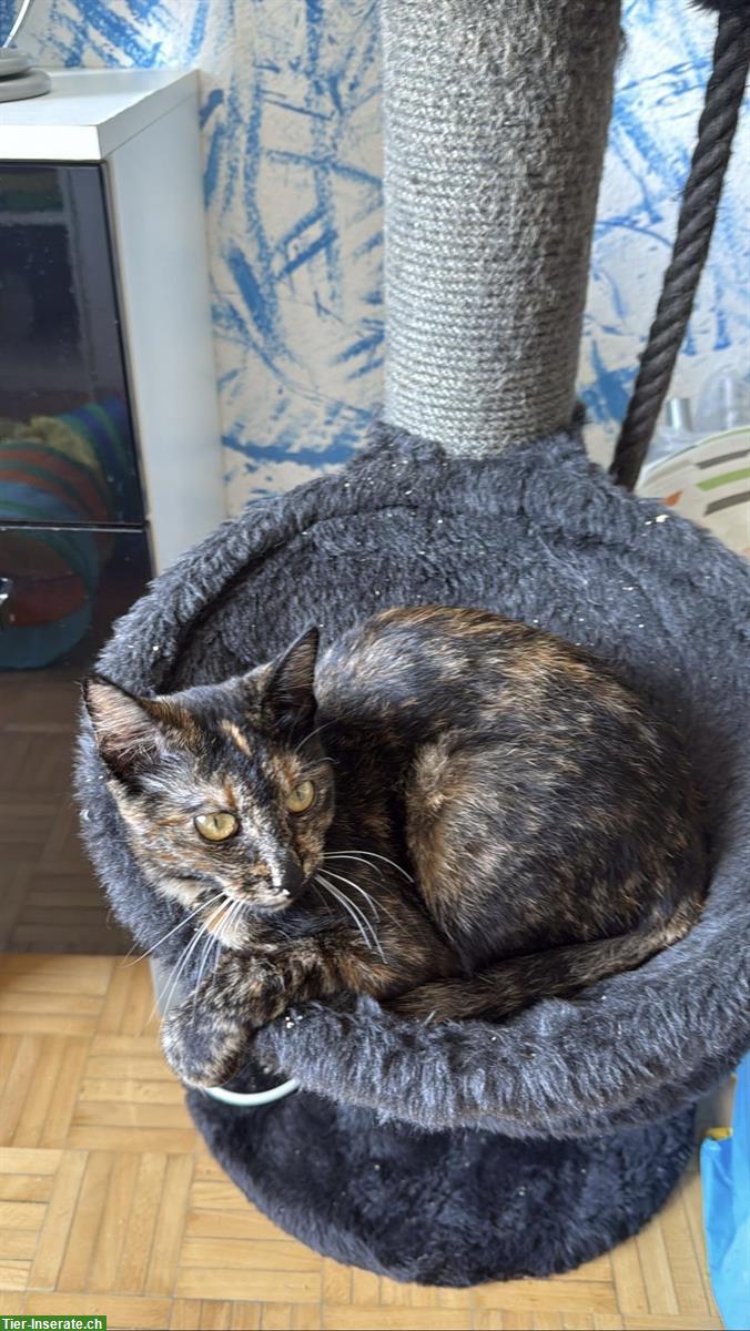 Lieber Kater sucht neues Zuhause – ca. 11 Monate alt
