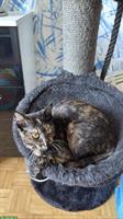 Lieber Kater sucht neues Zuhause – ca. 11 Monate alt