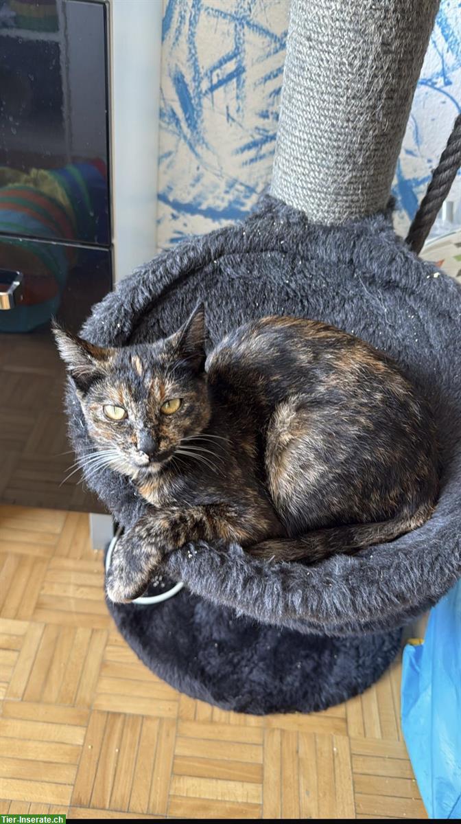 Bild 2: Lieber Kater sucht neues Zuhause – ca. 11 Monate alt