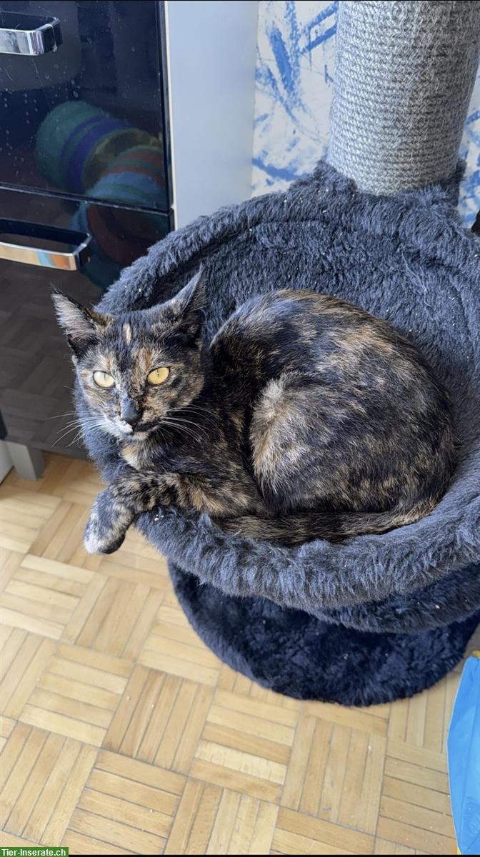 Bild 3: Lieber Kater sucht neues Zuhause – ca. 11 Monate alt