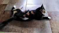 Jungkatze / Kitten GESUCHT