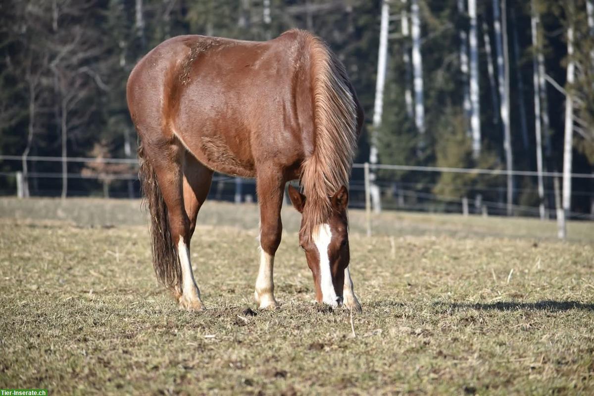 Bild 2: Biete Reitbeiligung/Pflegebeteiligung in Hauenstein SO