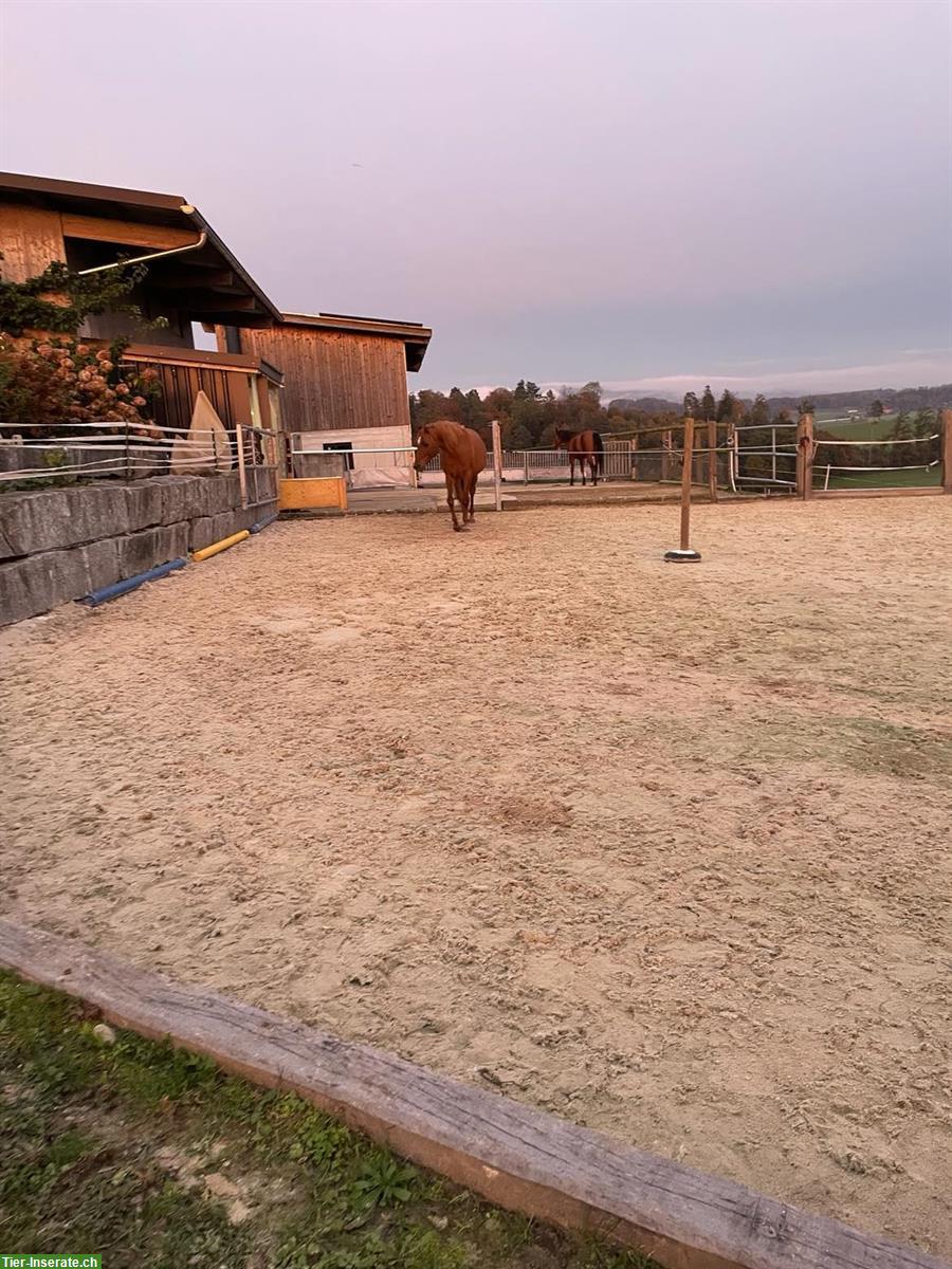 Bild 8: Offenstall / Auslaufbox in Knonau ZH