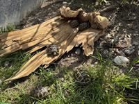 Junge maurische Schildkröten🐢 Nachzucht
