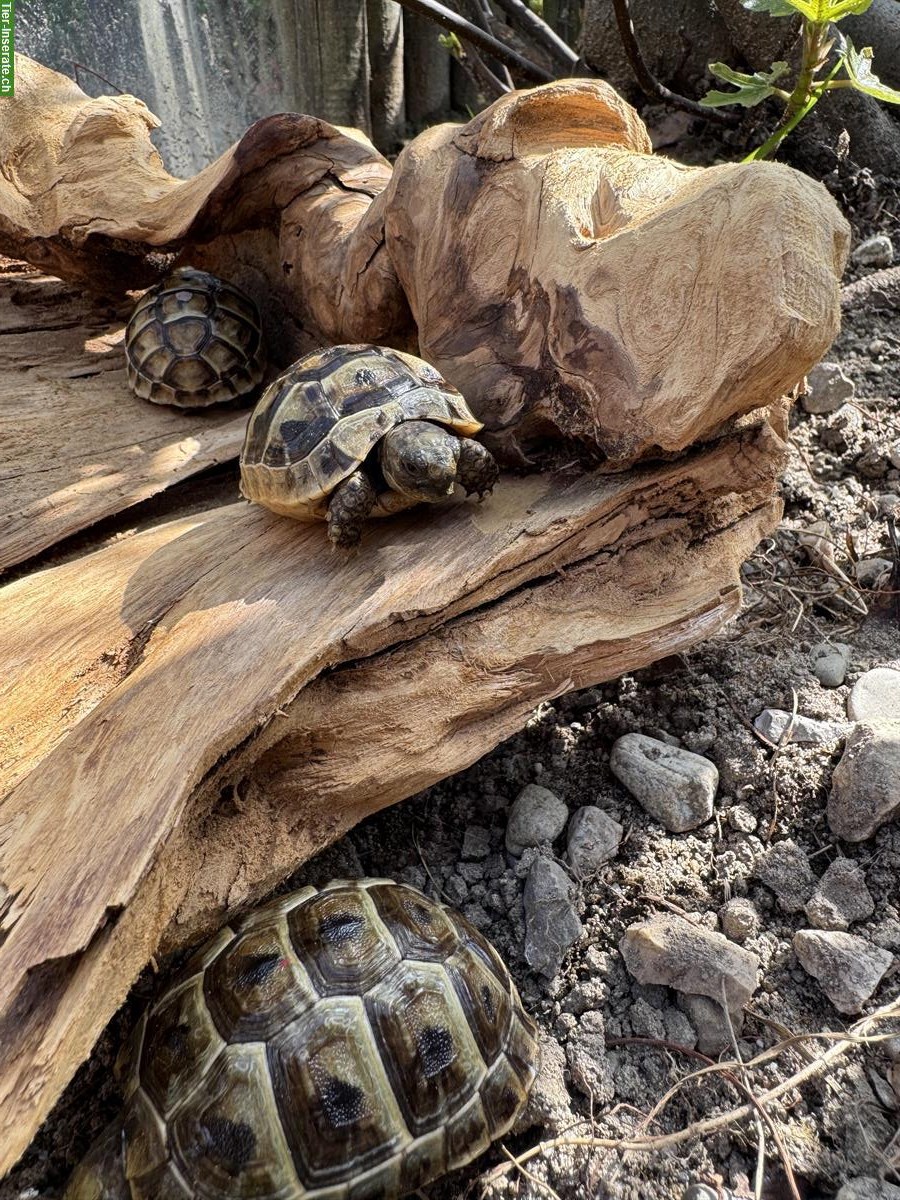Bild 2: Junge maurische Schildkröten🐢 Nachzucht