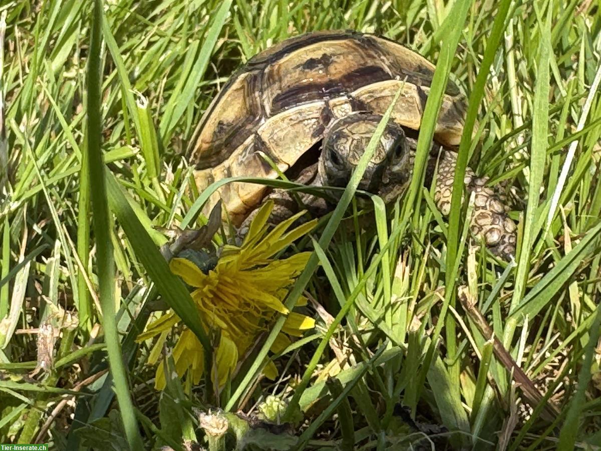 Bild 3: Junge maurische Schildkröten🐢 Nachzucht