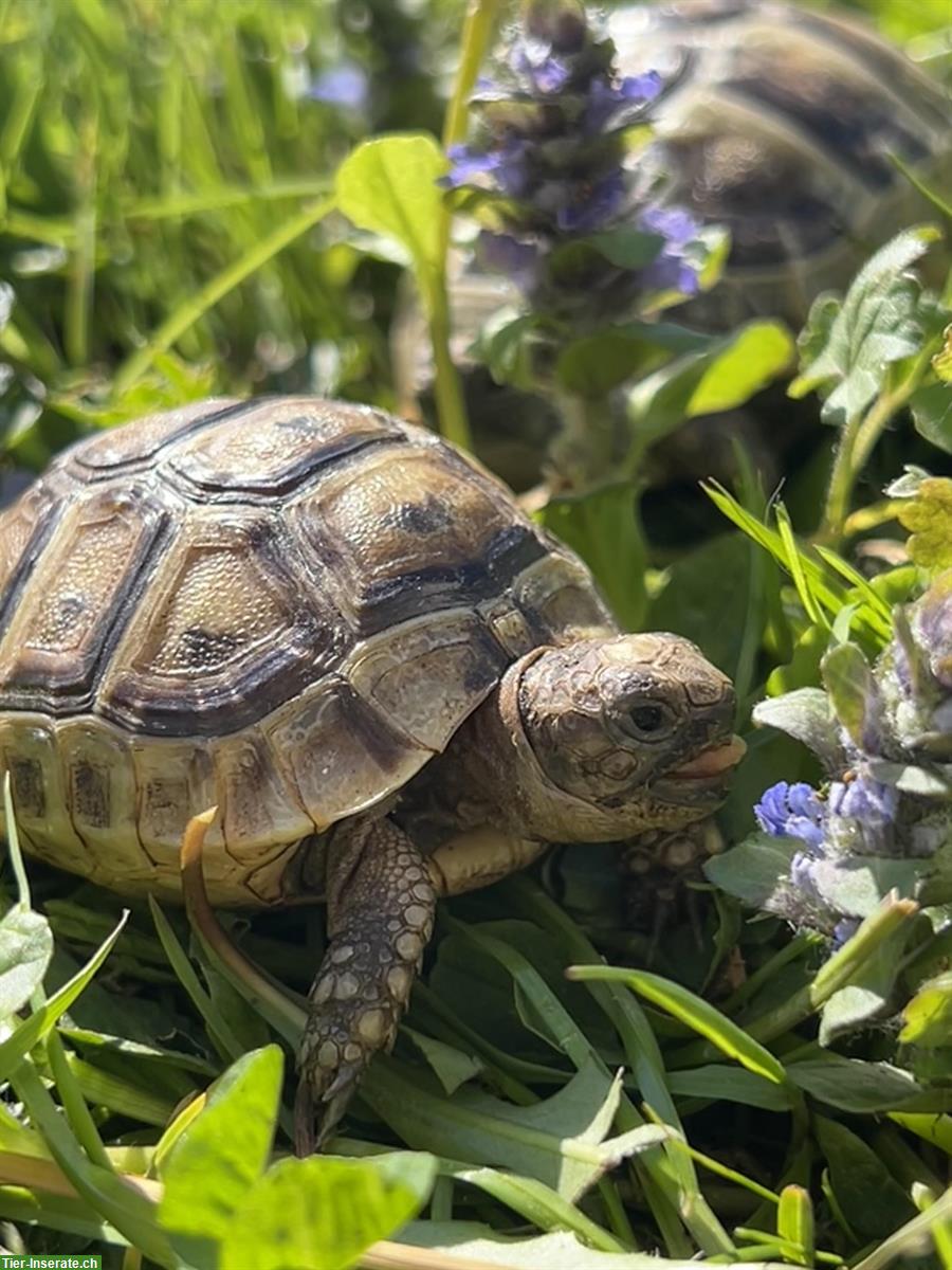 Bild 4: Junge maurische Schildkröten🐢 Nachzucht